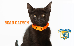 Illustration for article titled Kitten Bowl Player Names, Ranked